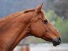 broodmare Petschat (Russian Trakehner, 1994, from Pirit)