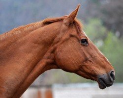 broodmare Petschat (Russian Trakehner, 1994, from Pirit)