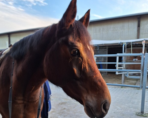 horse Kyan (New Forest Pony, 2014, from Kantje's Carlando)