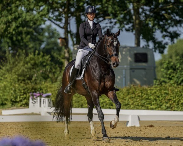 dressage horse Captain Morgan (Westphalian, 2014, from Captain Jack 44)