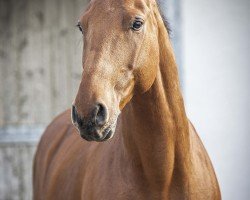 Springpferd Le Pom (Anglo Europäisches Sportpferd, 2016, von Carrera VDL)