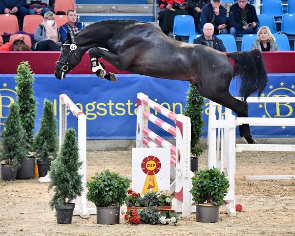 stallion De Majestät VFG (German Sport Horse, 2019, from Dominator 2000 Z)