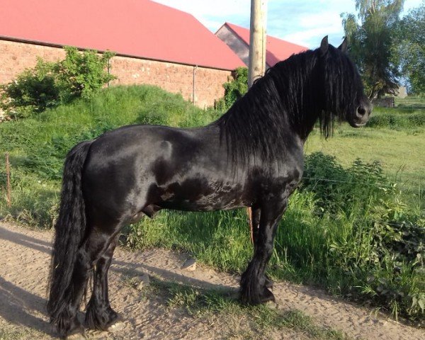 Pferd Rackwood Amos (Fell Pony, 2011, von Brackenbank Amos)