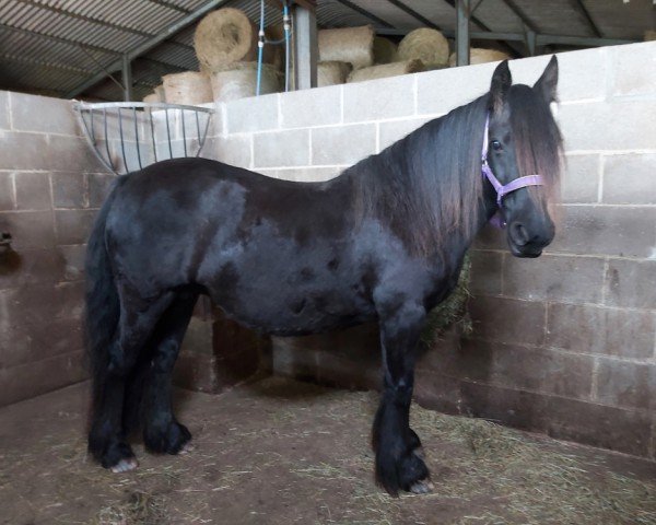 broodmare Rackwood Melody (Fell Pony,  , from Bishopdale Duke)