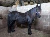 Zuchtstute Rackwood Melody (Fell Pony,  , von Bishopdale Duke)