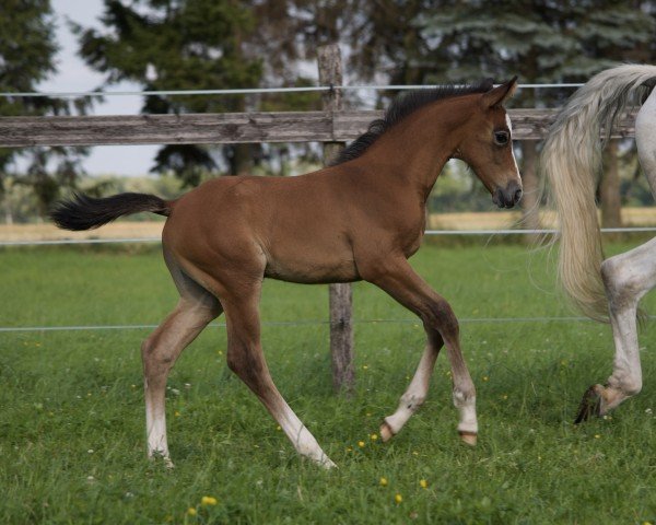 Springpferd Habanero (Deutsches Sportpferd, 2023, von High Level 7)