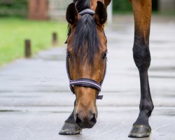 dressage horse Valvenja B (Westphalian, 2021, from Valverde NRW)