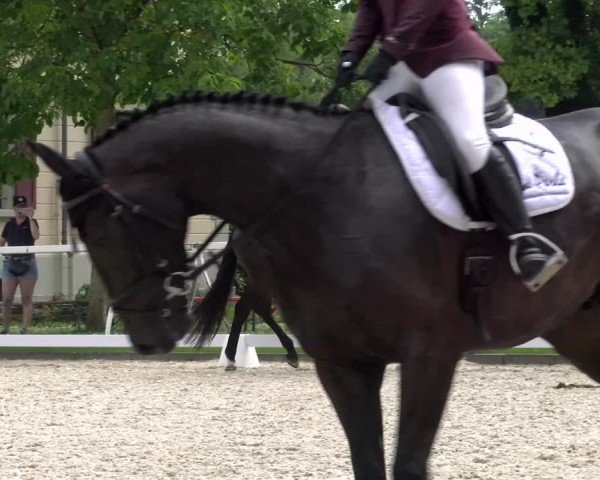 Reitturnier Avenches 2024
