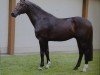 stallion Candola (German Sport Horse, 2005, from Caruso 279)