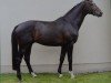 stallion Dambach (Holsteiner, 2004, from Dolany)