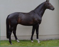 stallion Dambach (Holsteiner, 2004, from Dolany)