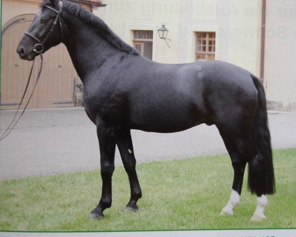 horse Ehrenfried (Sachs-door. Heavy Warmbl., 2006, from Elbcapitän)