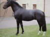 horse Ehrenfried (Sachs-door. Heavy Warmbl., 2006, from Elbcapitän)