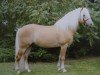 stallion Amaryl (1,57% ox) (Edelbluthaflinger, 2003, from Amsterdam)