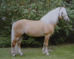 stallion Amaryl (1,57% ox) (Edelbluthaflinger, 2003, from Amsterdam)