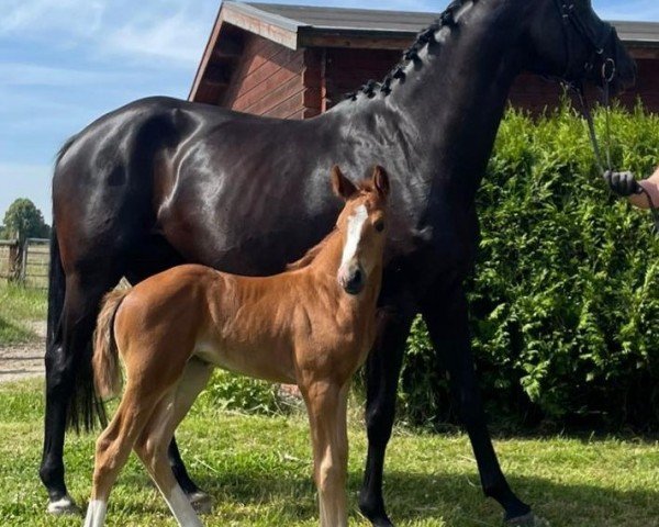 foal by Stute von Fellissimo / Millennium (Westphalian, 2024, from Felissimo 4)