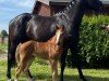 foal by Stute von Fellissimo / Millennium (Westphalian, 2024, from Felissimo 4)