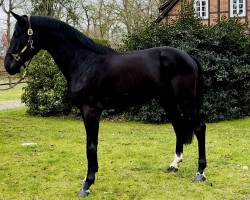 Springpferd Diamant de Reve ZD (Holsteiner, 2021, von Diamant de Semilly)