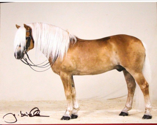 stallion Starskie (Haflinger, 1993, from Stromboli)