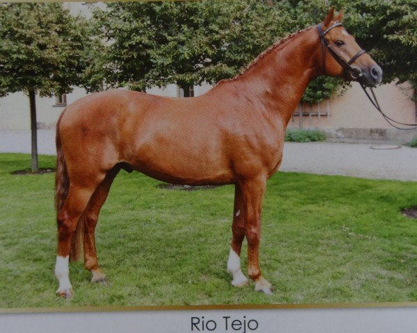 dressage horse Rio Tejo (German Sport Horse, 2005, from Ra 1)