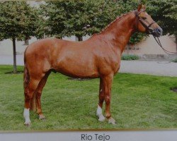 dressage horse Rio Tejo (Deutsches Sportpferd, 2005, from Ra 1)