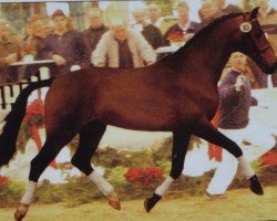 stallion Ra 1 (Oldenburg, 2000, from Rohdiamant)