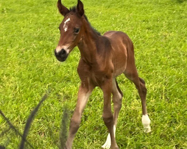 foal by Deja Vue H (Westphalian, 2024, from Diamantenglanz)