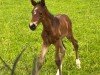 foal by Deja Vue H (Westphalian, 2024, from Diamantenglanz)