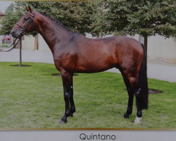 Deckhengst Quintano (Deutsches Sportpferd, 2005, von Quadrigo 4)