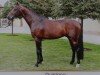 stallion Quintano (German Sport Horse, 2005, from Quadrigo 4)