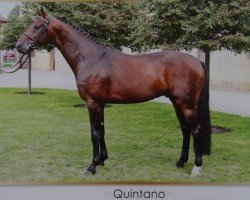 stallion Quintano (German Sport Horse, 2005, from Quadrigo 4)