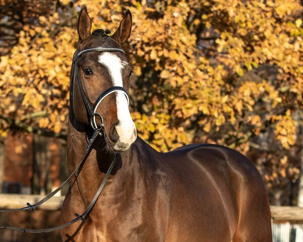 stallion Diacord (Hanoverian, 2020, from Diaron OLD)