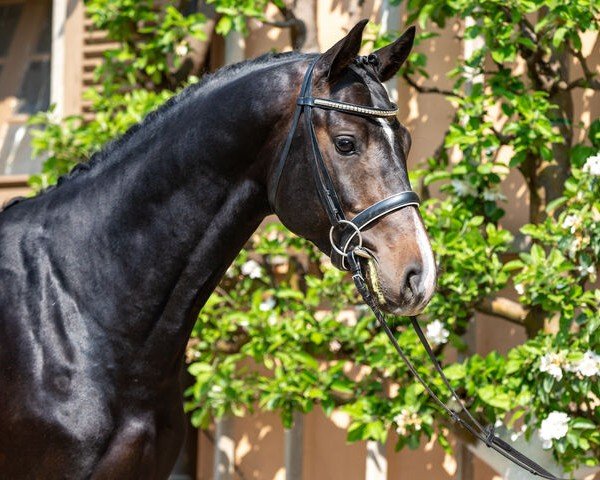 stallion Quirino Black (German Sport Horse, 2018, from Quitoll)