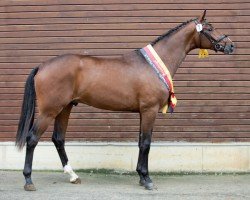 stallion Senor Lausitz (German Warmblood, 2020, from Si Senor M)