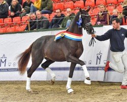 stallion Vision Gold (German Sport Horse, 2020, from Viva Gold OLD)