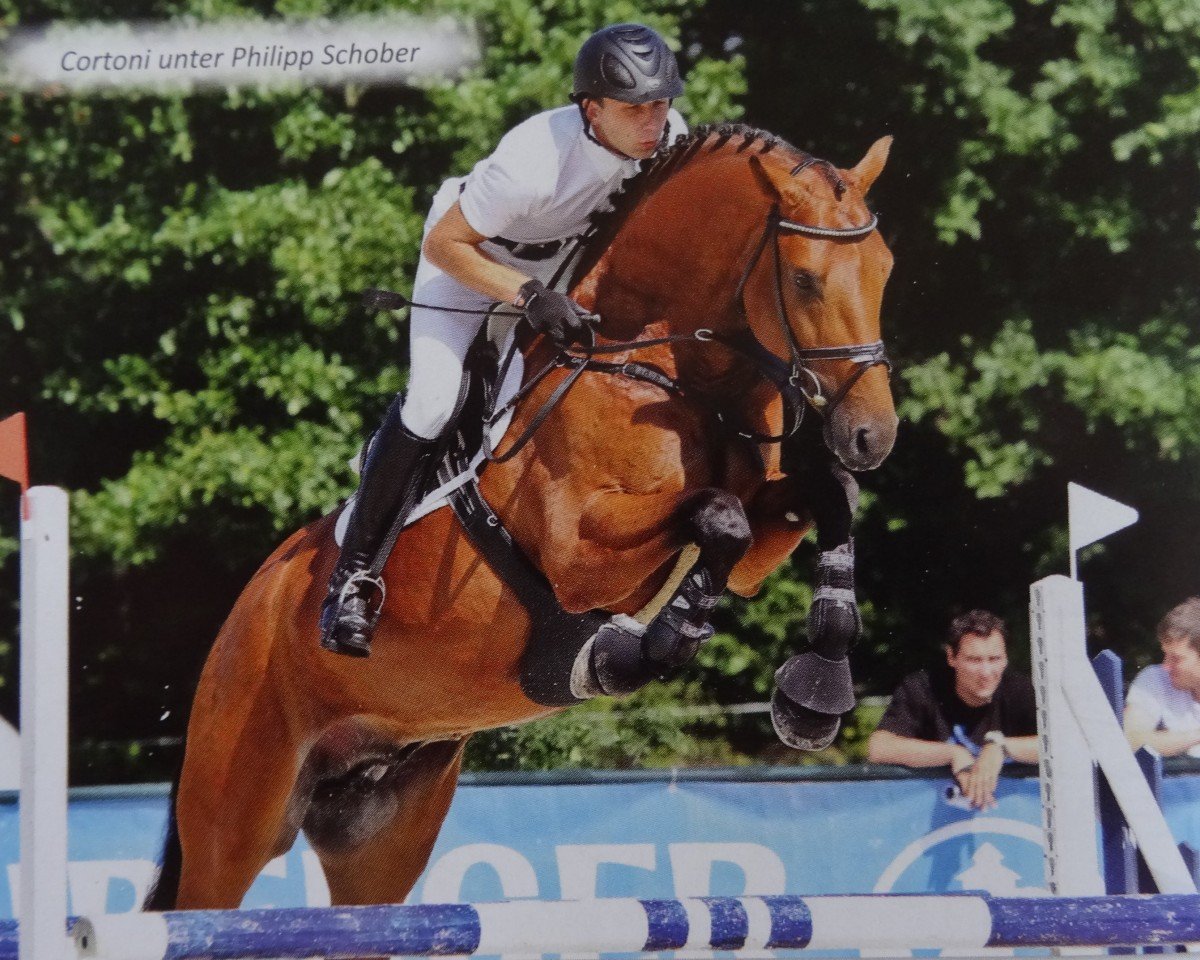 stallion Cortoni (Württemberger, 2007, from Concetto)