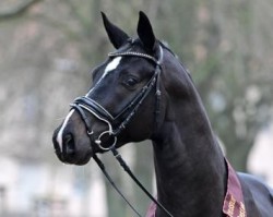 dressage horse Boccacio (German Sport Horse, 2021, from Belantis II)