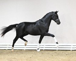 dressage horse Lindgren (Oldenburg, 2021, from Le Formidable)