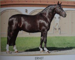 Deckhengst Ernst (Sächs.-Thür. Schweres Warmbl., 2007, von Elixier)