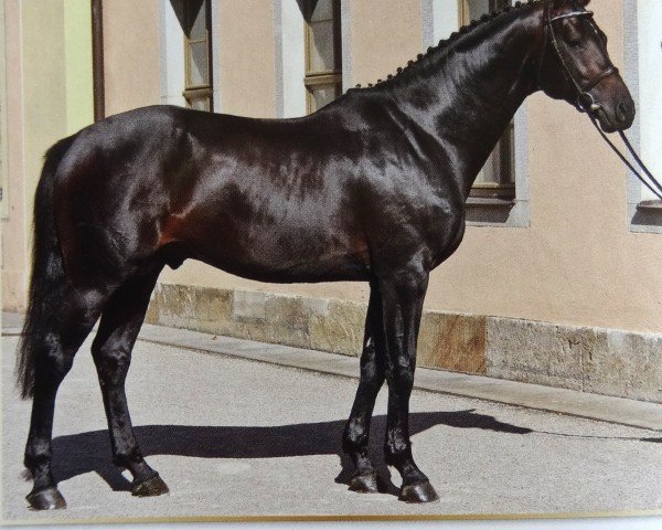 stallion Quiz (Oldenburg, 2007, from Quality 9)