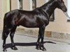 stallion Quiz (Oldenburg, 2007, from Quality 9)