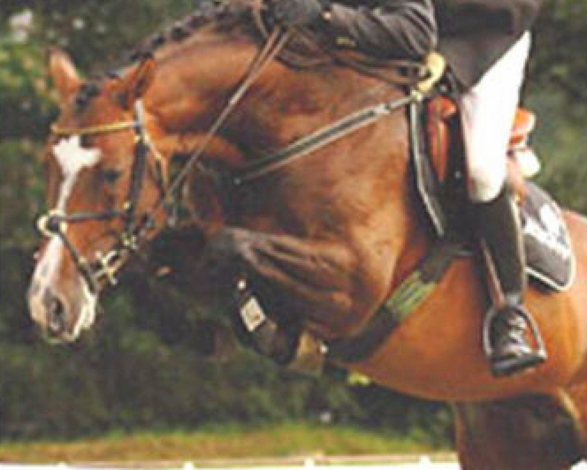 Deckhengst Quidam (Holsteiner, 2000, von Quinar)