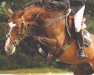 stallion Quidam (Holsteiner, 2000, from Quinar)