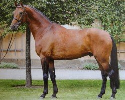 stallion Rossinimo (German Sport Horse, 2009, from Rosenstein)