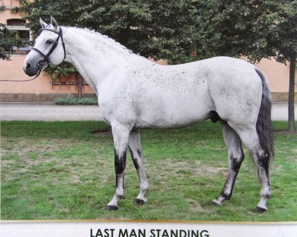 stallion Last Man Standing (Holsteiner, 2001, from Lovari)