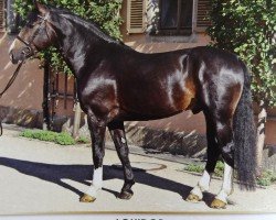 stallion Louidor 19 (Sachs-door. Heavy Warmbl., 2008, from Lars)