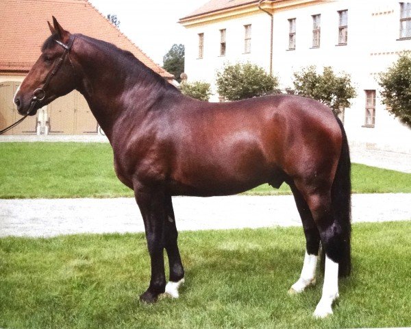 stallion Louis (Sachs-door. Heavy Warmbl., 2004, from Lopez)