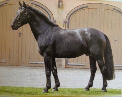 stallion Ecclestone (Heavy Warmblood, 2009, from Elixier)