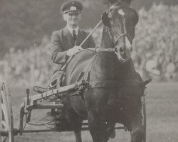 stallion Gambo Mo 1086 (Heavy Warmblood, 1953, from Gambrinus II (Mo) 578)