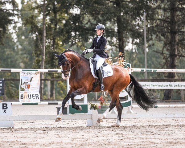 dressage horse Saint Exupéry 2 (Hanoverian, 2019, from St. Patrick)